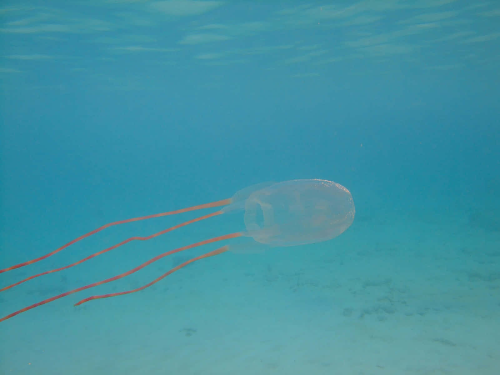 Box Jellyfish Underwater View Wallpaper