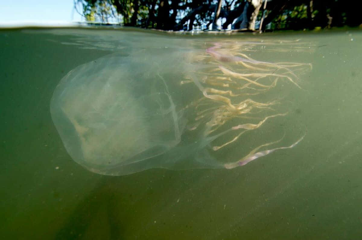 Box Jellyfish Underwater View Wallpaper