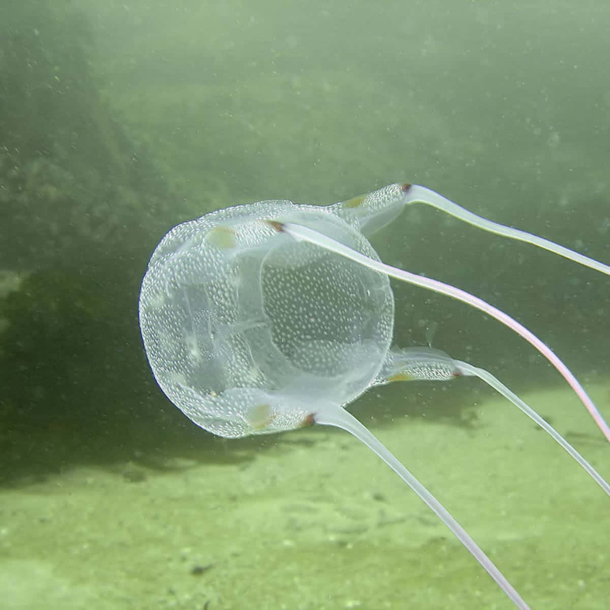 Box Jellyfish Underwater View Wallpaper