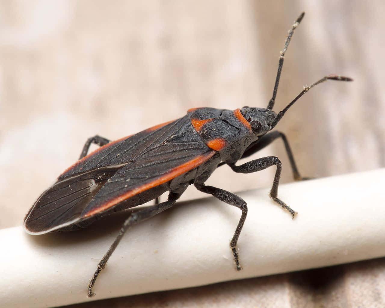 Boxelder Bug Up Close Wallpaper