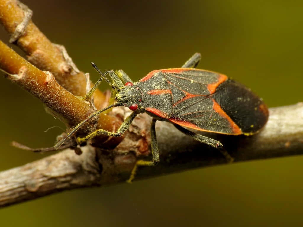 Boxelder Bugon Branch Wallpaper