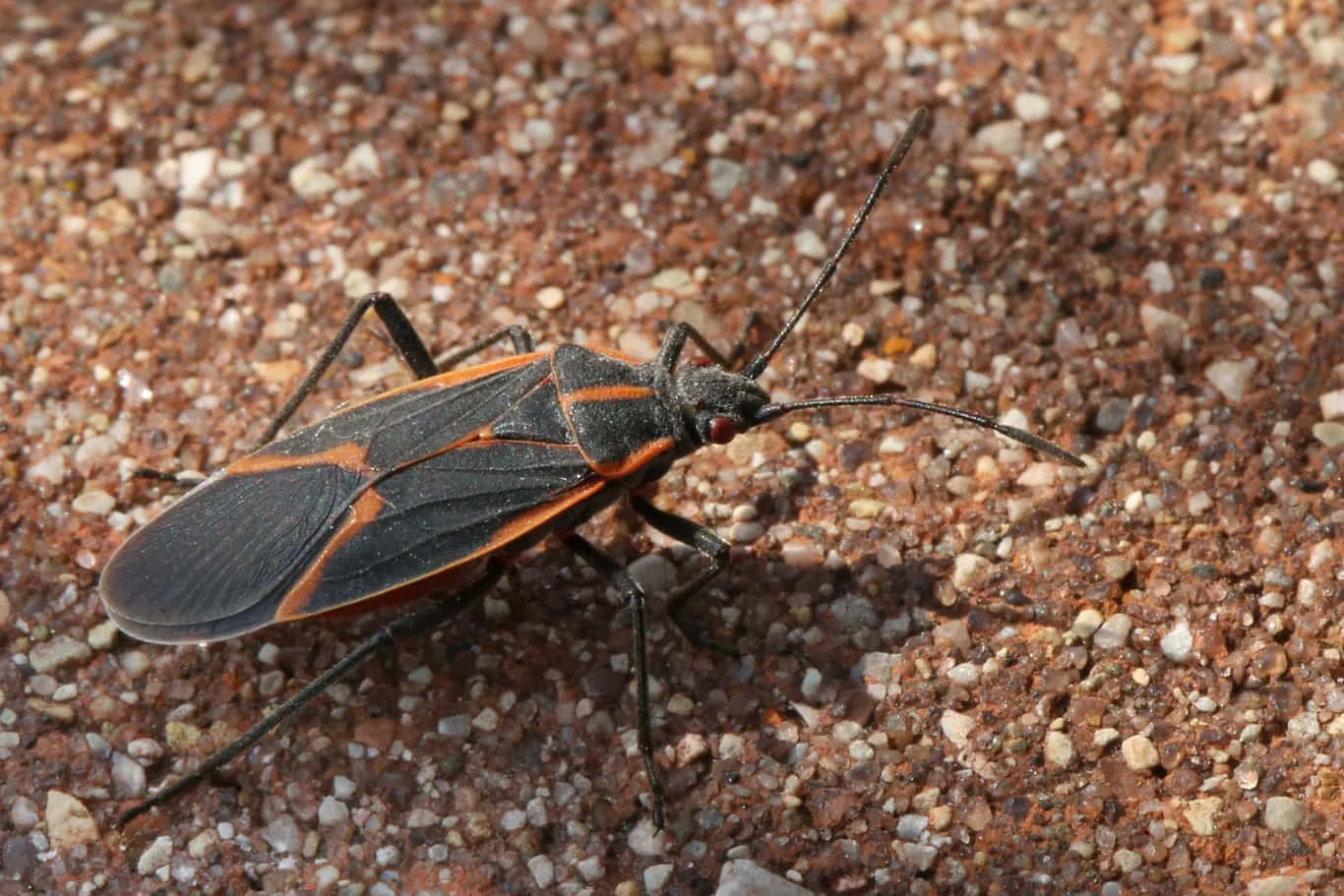 Boxelder Bugon Ground Wallpaper