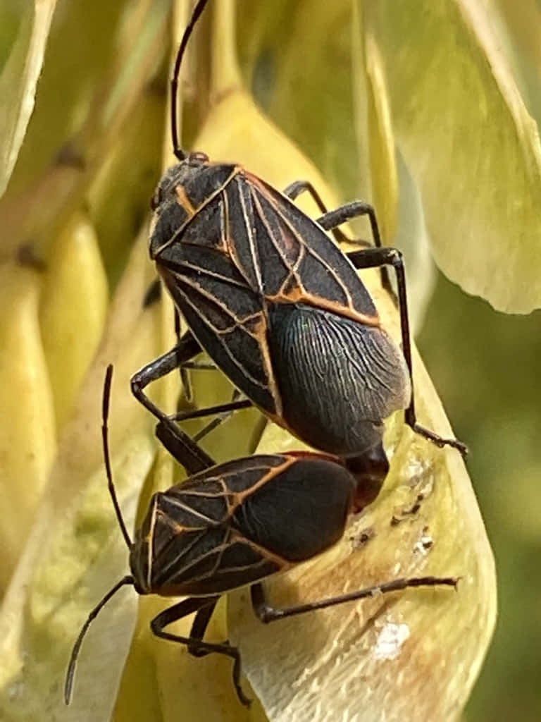 Boxelder Bugs Matingon Leaf Wallpaper