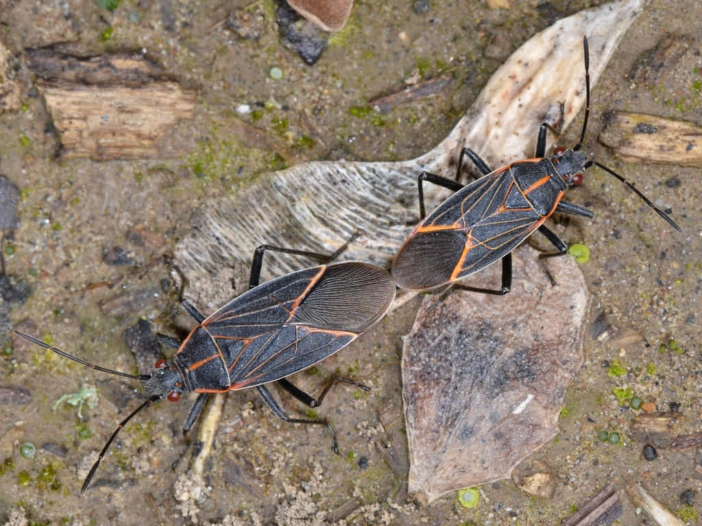 Boxelder Bugs On Ground Wallpaper