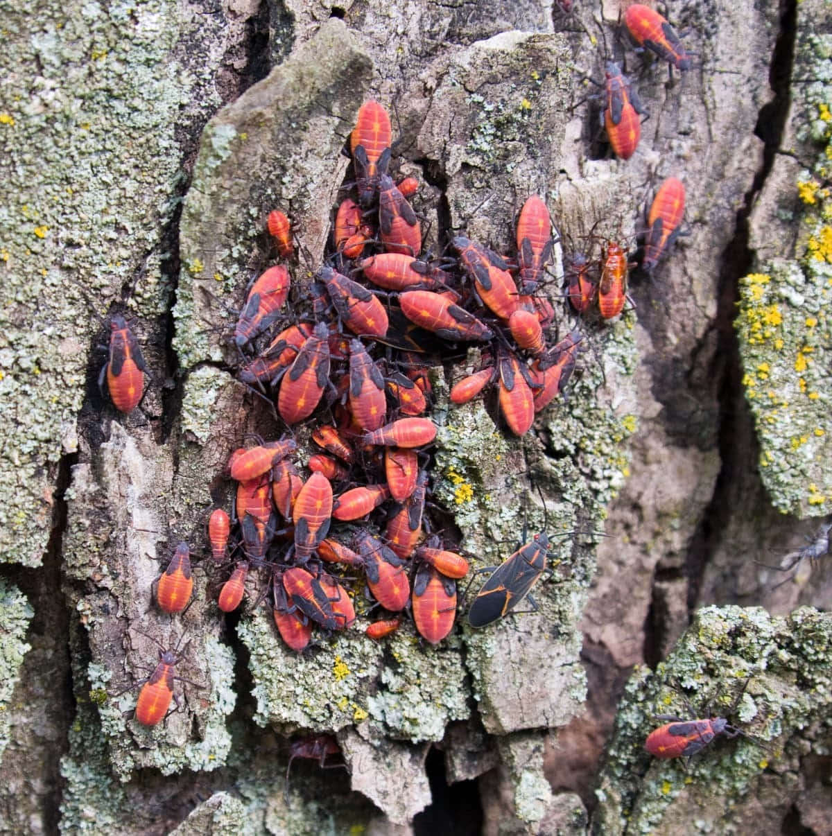 Boxelder Bugson Tree Bark Wallpaper