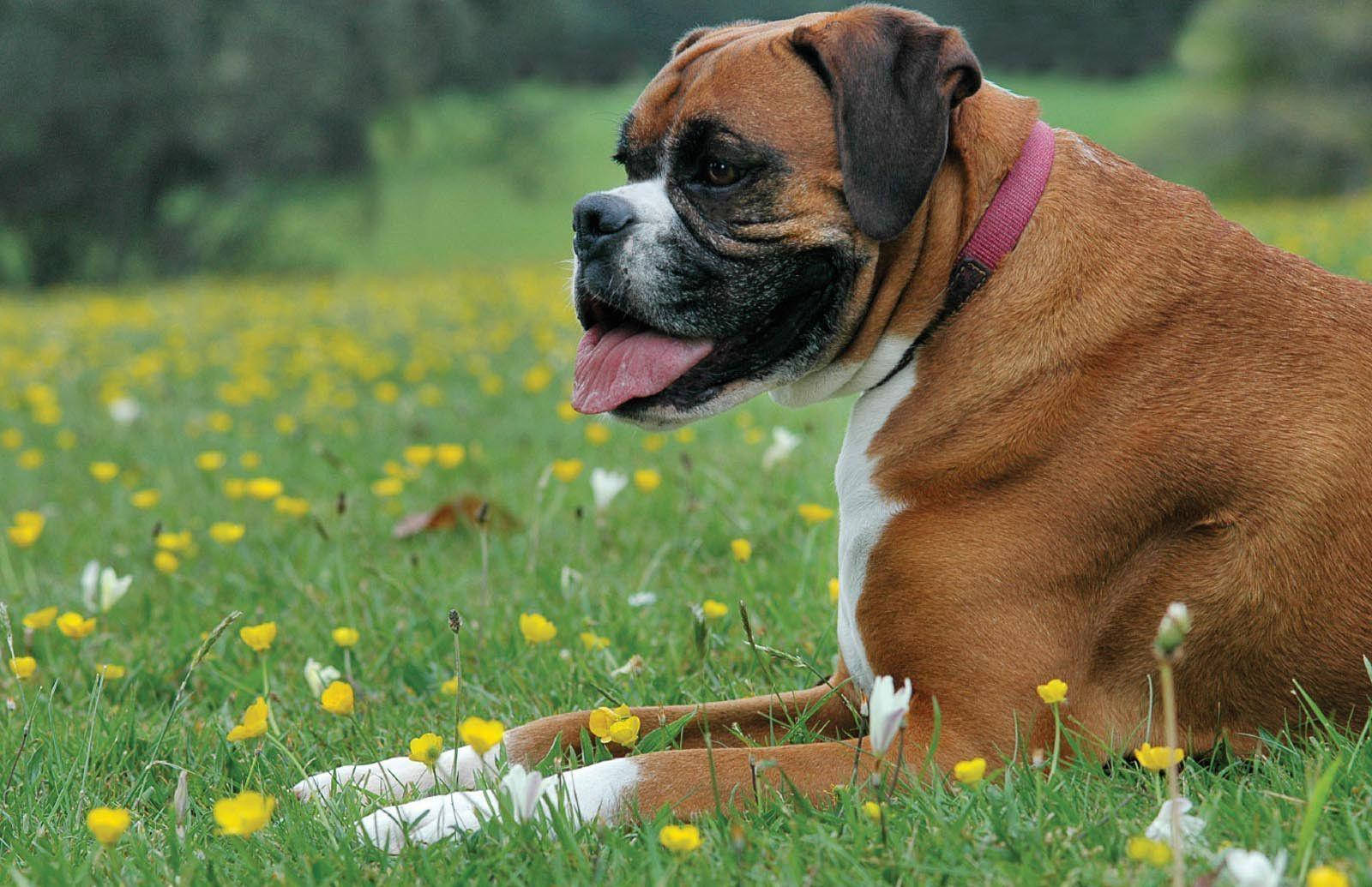 Boxer Dog Meadow Flowers Wallpaper