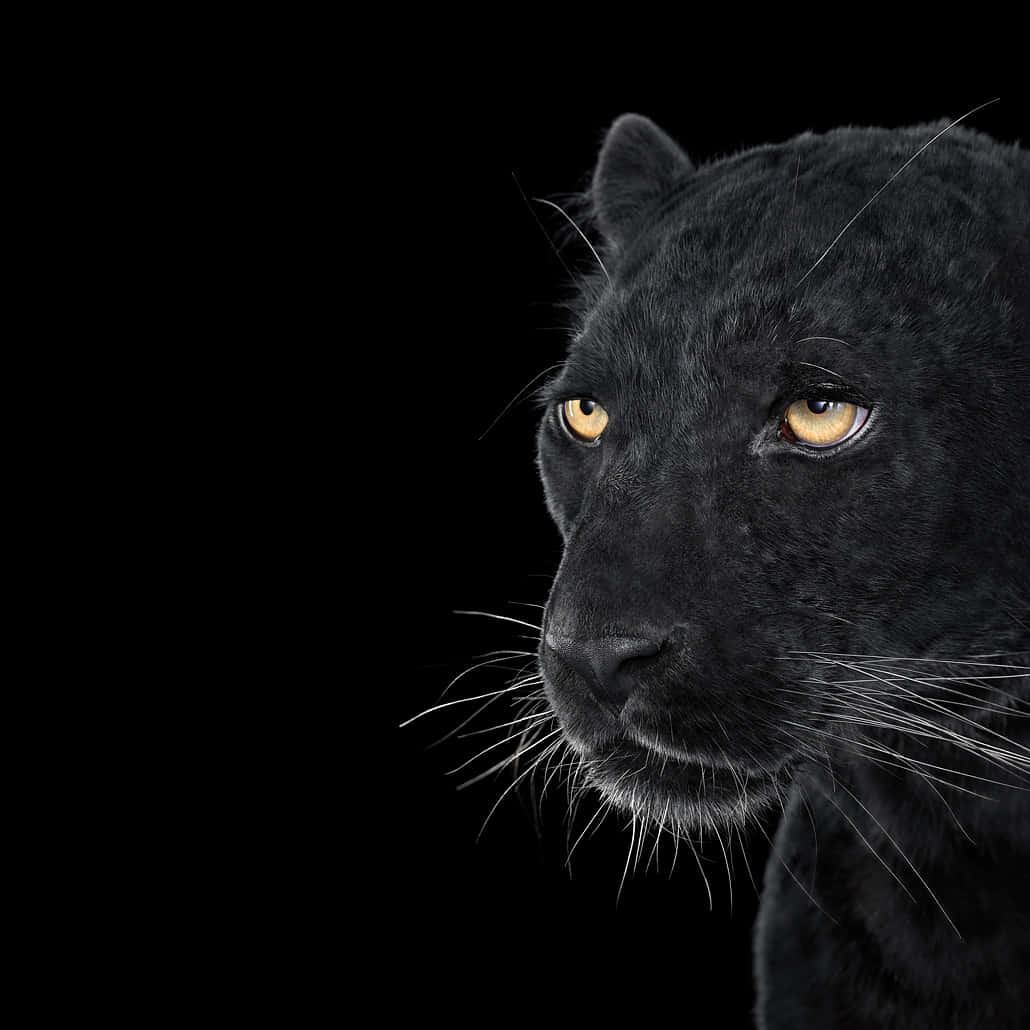 Brave And Majestic Cool Black Panther Animal Wallpaper