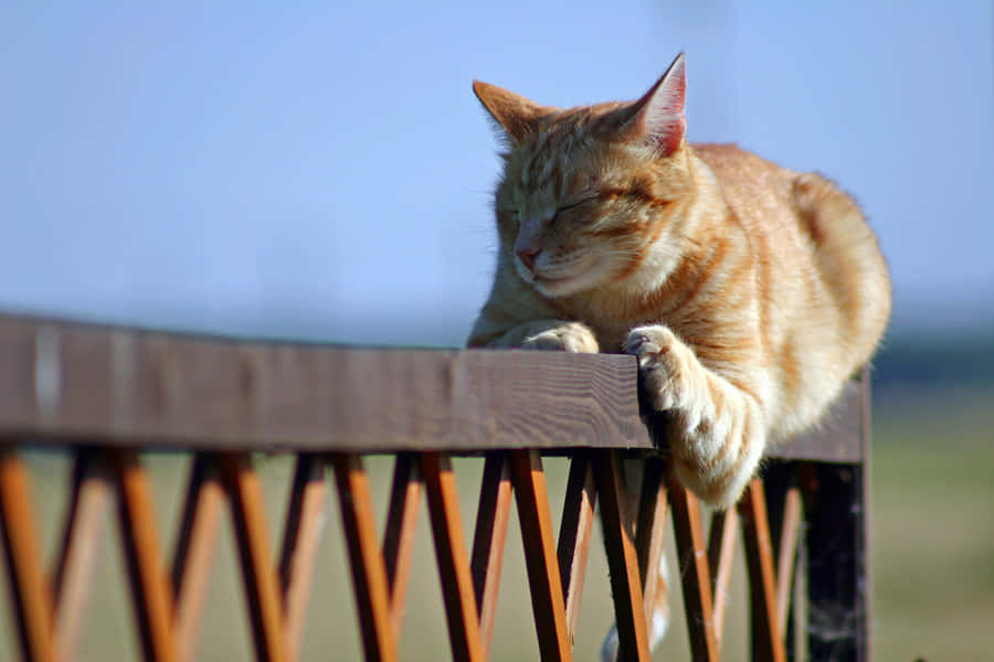 Brazilian Shorthair Cat Relaxing On A Windowsill Wallpaper