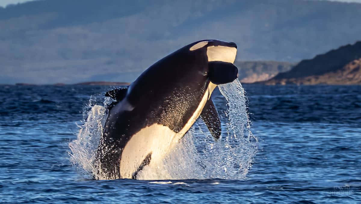 Breaching Killer Whale Ocean Spectacle Wallpaper