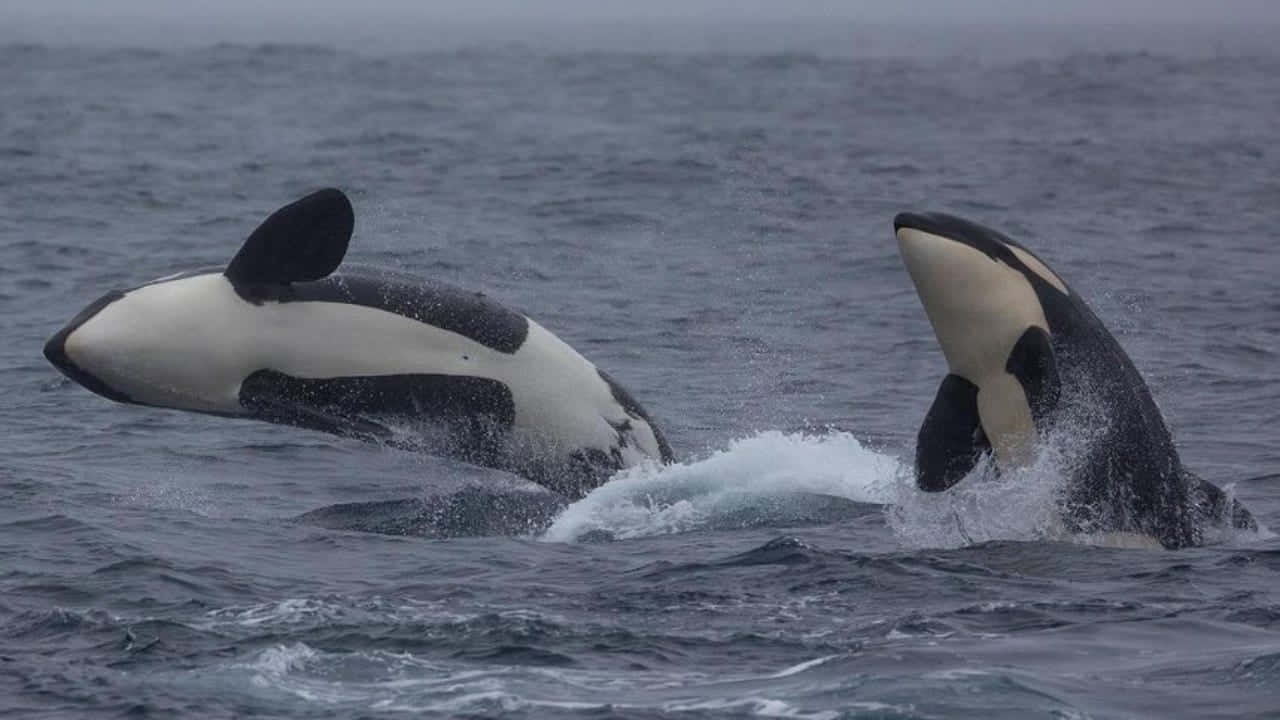 Breaching Orca Pair Wallpaper