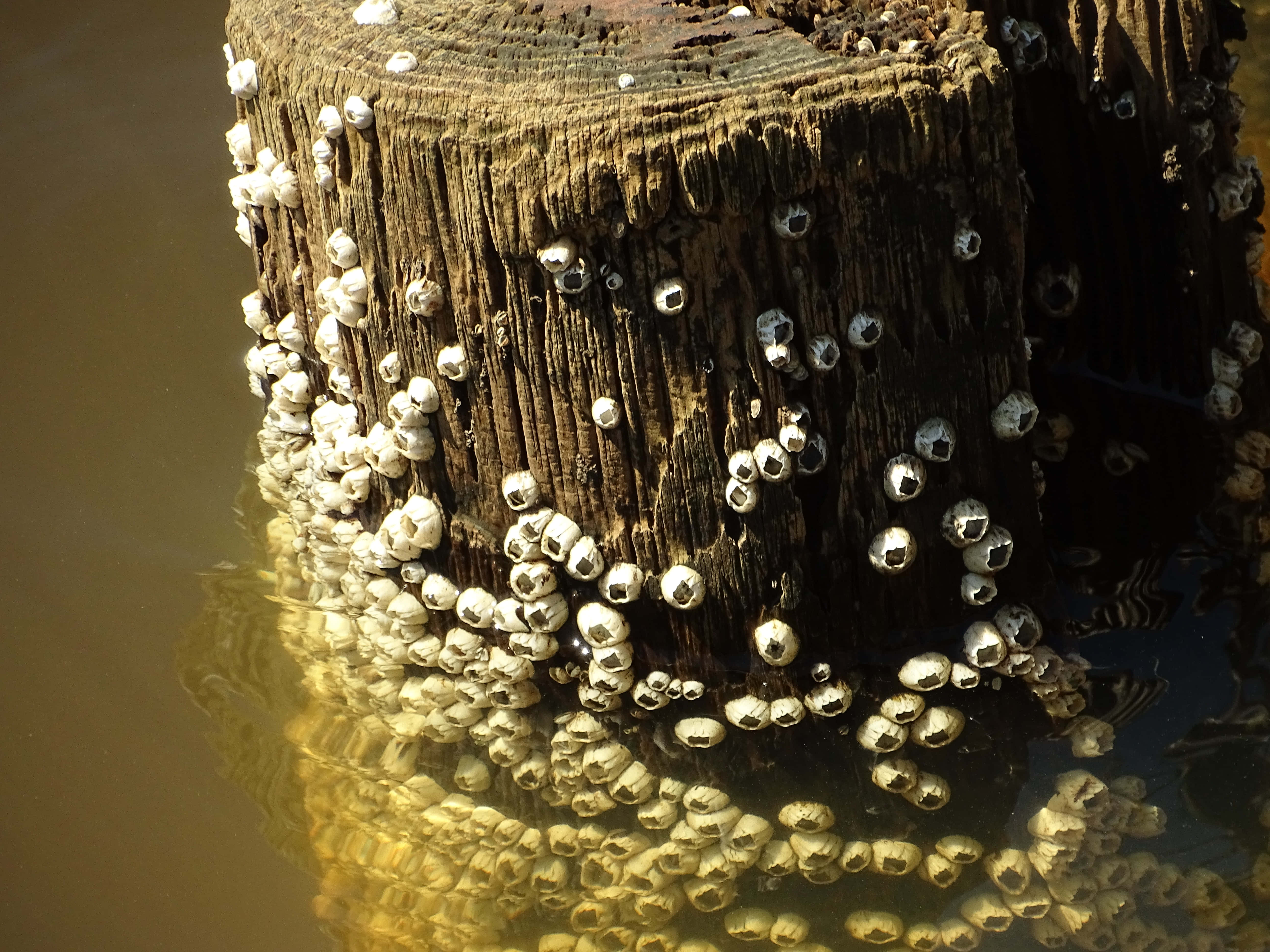 Breathtaking Barnacle Close-up Wallpaper