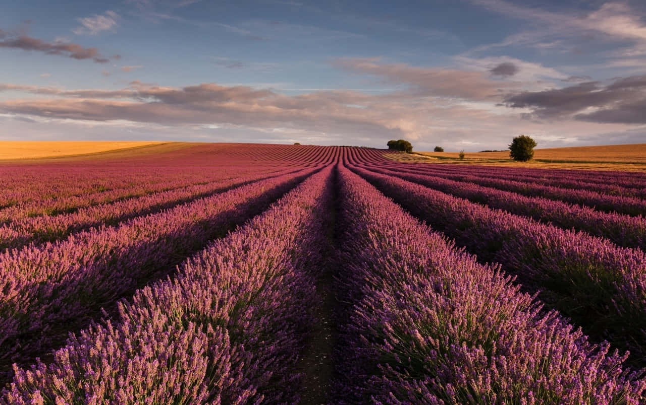 Breathtaking View Of Lavender Fields Wallpaper