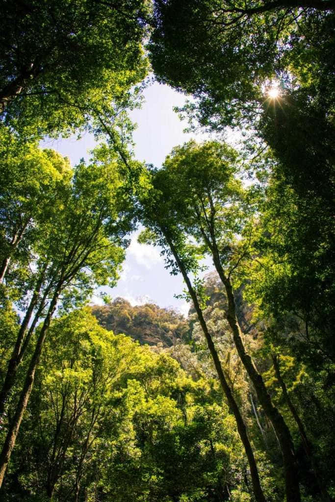 Breathtaking Vista Of Blue Mountains National Park Wallpaper