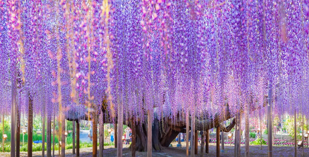 Breathtaking Wisteria Tunnel Panorama Wallpaper