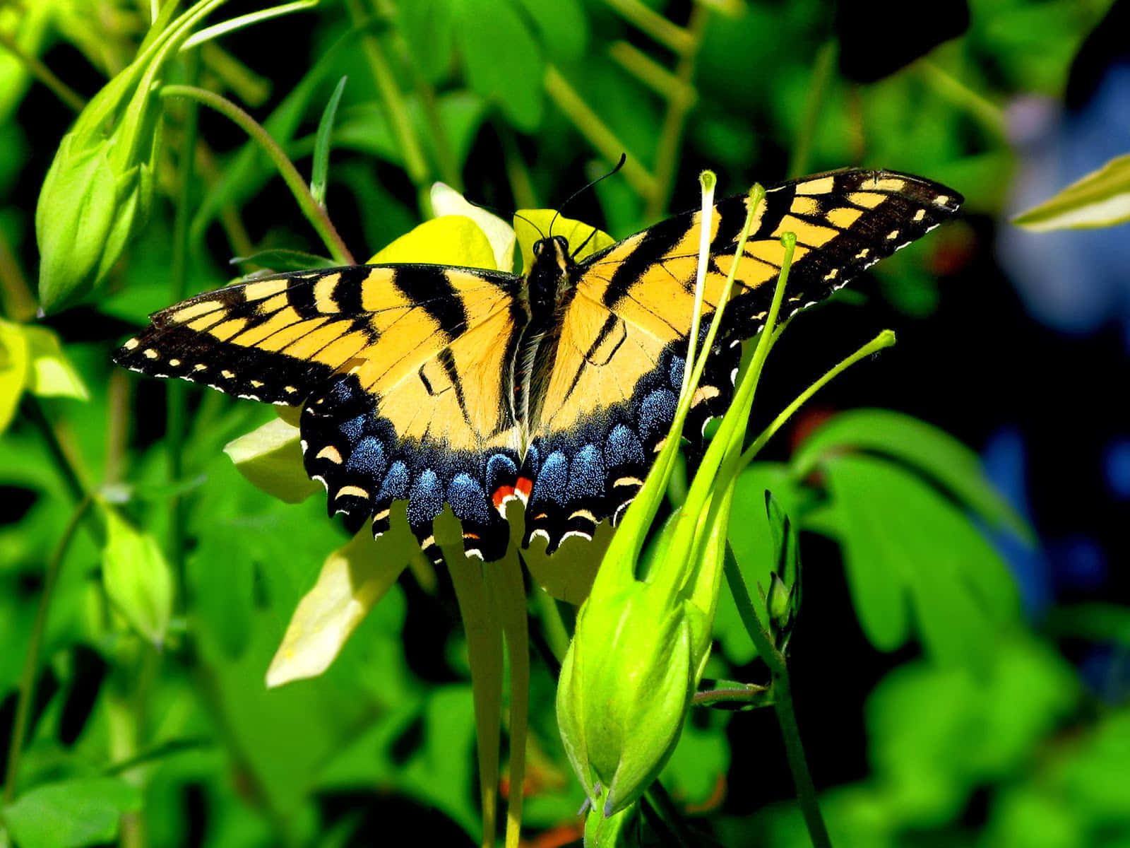 Bright And Beautiful, Capturing The Joy Of Flight Wallpaper