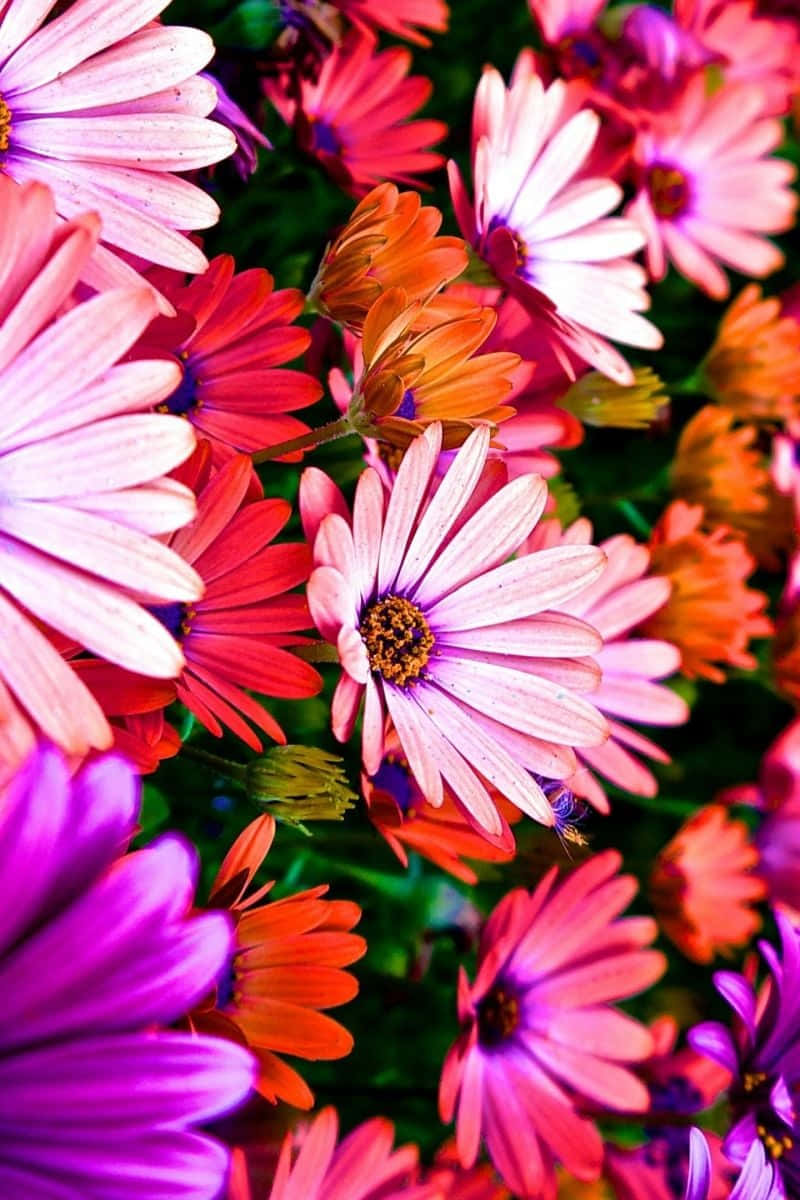 Bright And Beautiful Flowers For Your Iphone Wallpaper