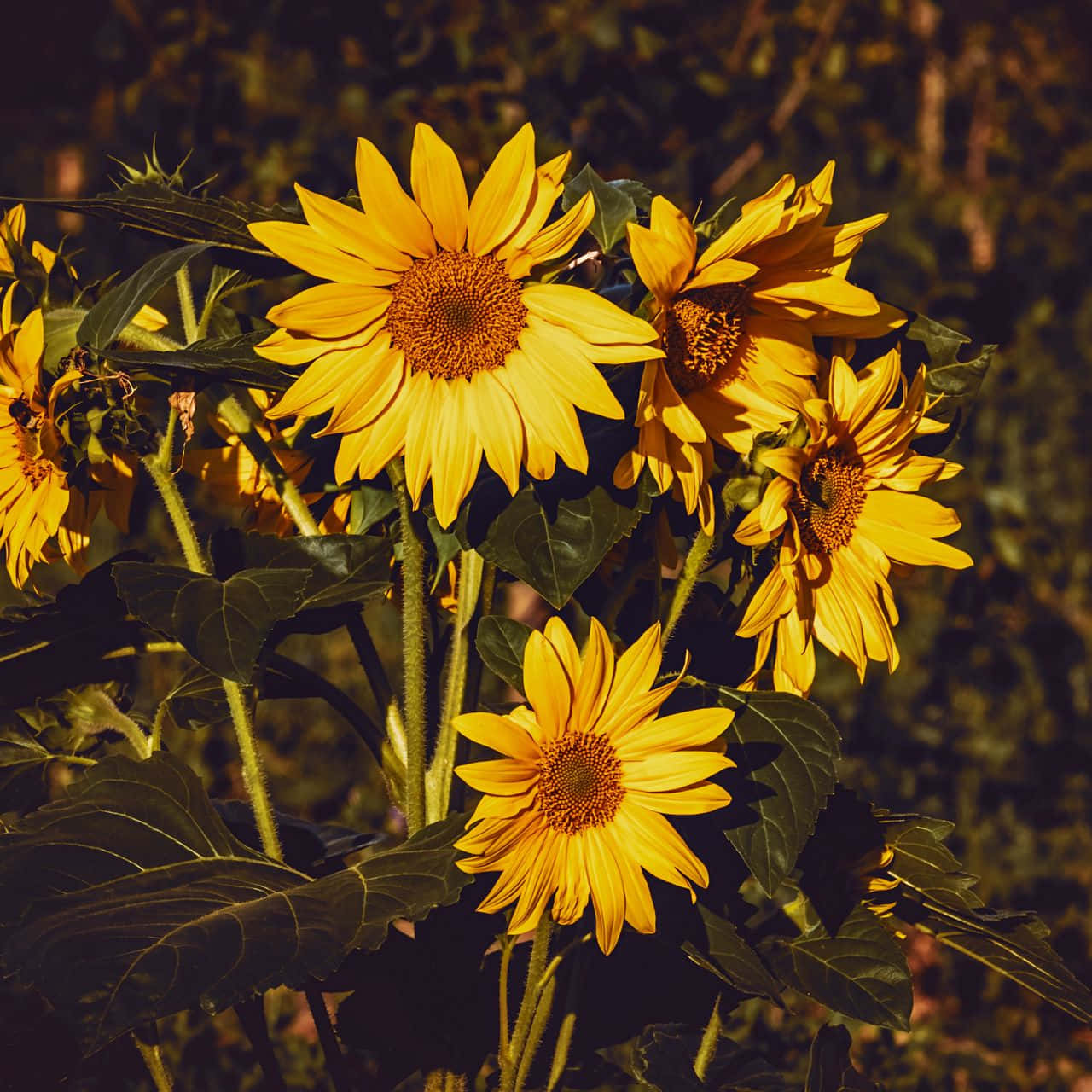 Bright And Bold Sunflower Yellow Wallpaper