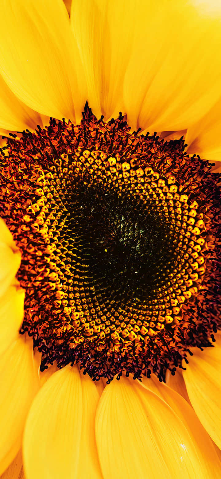 Bright And Cheery Sunflowers Against A Summer Sky Wallpaper