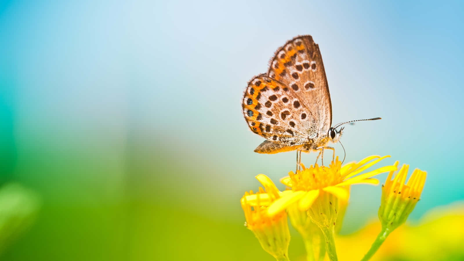 Bright And Colorful Butterfly On A Summer Day Wallpaper