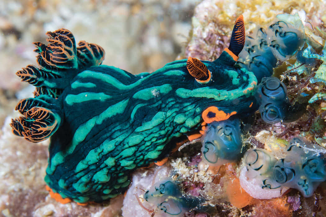 Bright And Vibrant Nudibranch In Its Natural Habitat Wallpaper