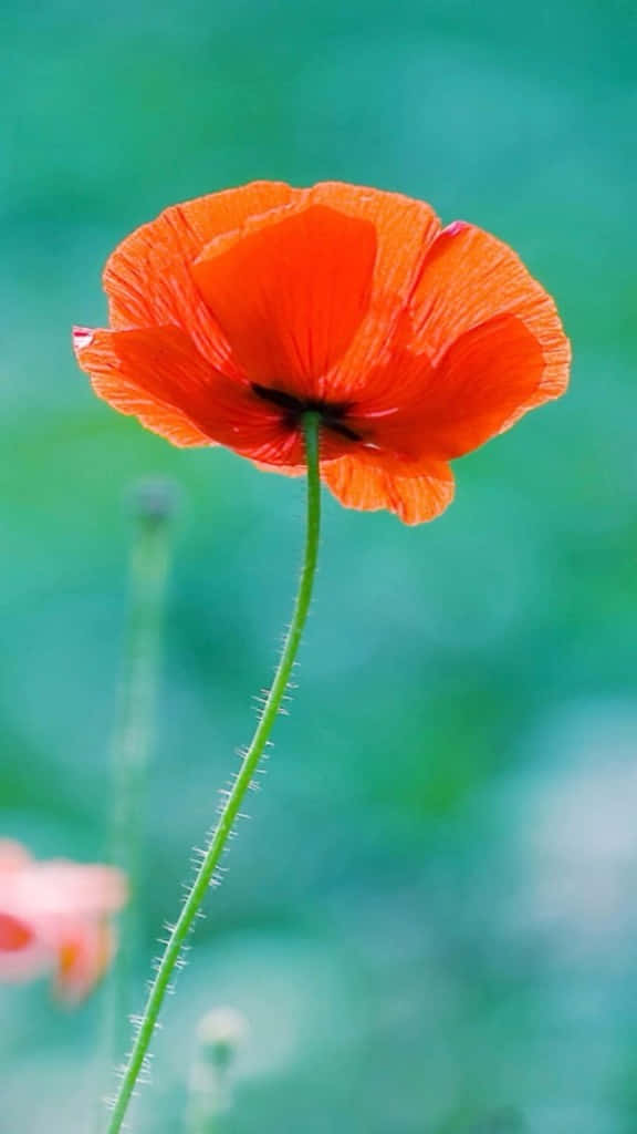 Bright Blooming Orange Poppy Flower Wallpaper