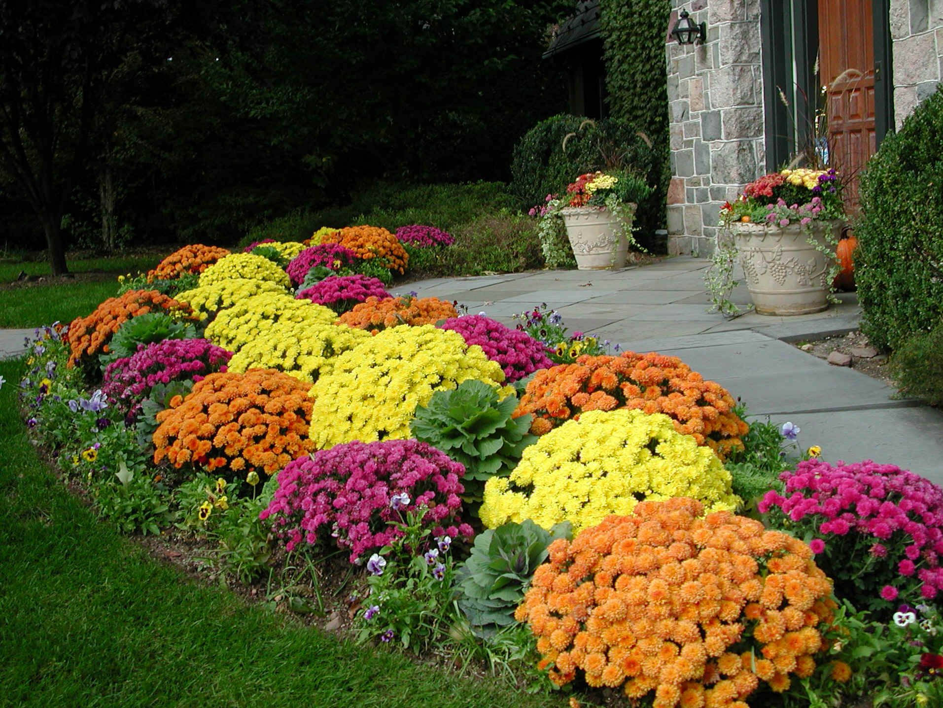 Bright Color Pansies During Daylight Wallpaper