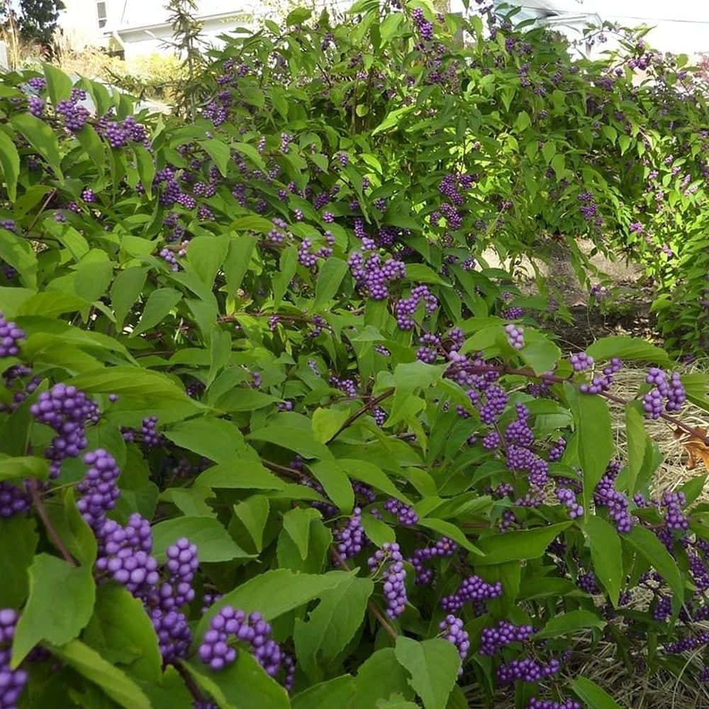 Bright-coloured Purple Berries On Their Branches Wallpaper