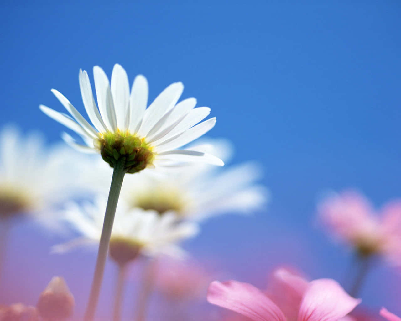 Bright Daisy Against Blue Sky Wallpaper