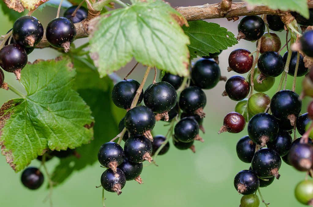 Bright, Juicy Black Currants Wallpaper