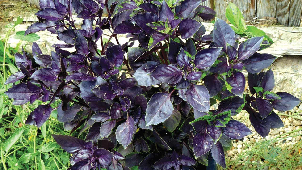 Bright, Purple Basil Ready For Harvest Wallpaper