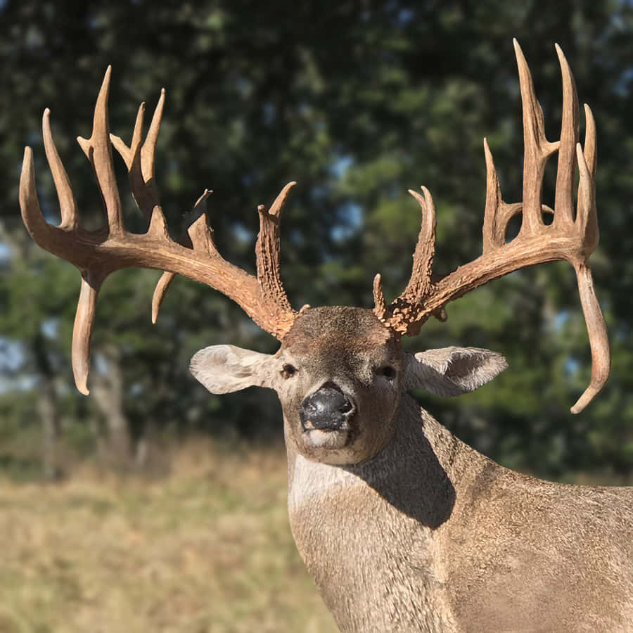 Bright Whitetail Deer Large Antlers Wallpaper