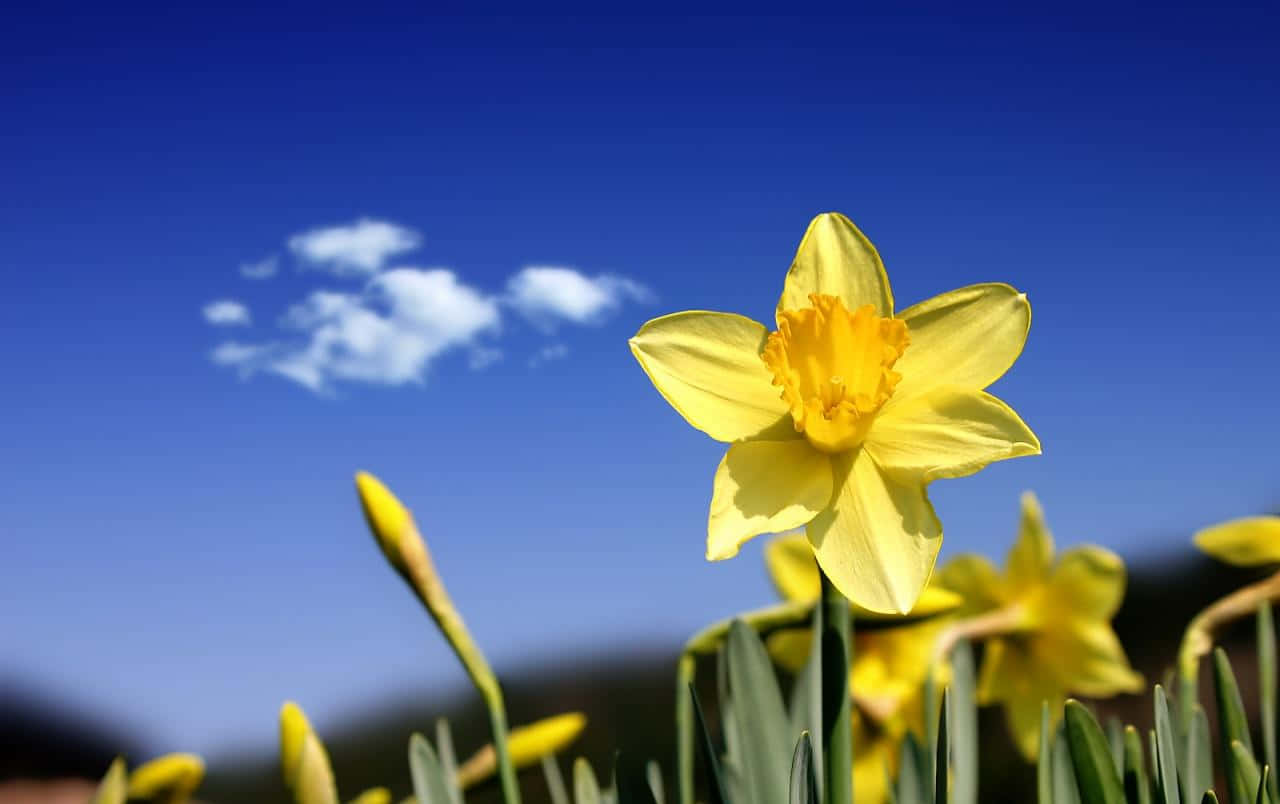 Bright Yellow Daffodils In Full Bloom Wallpaper