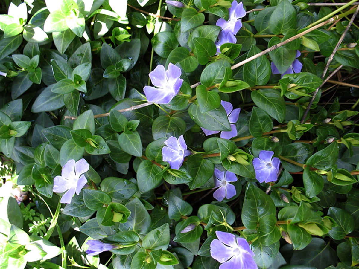 Brighten Up Any Room With The Warm Colors Of Periwinkle Blue. Wallpaper