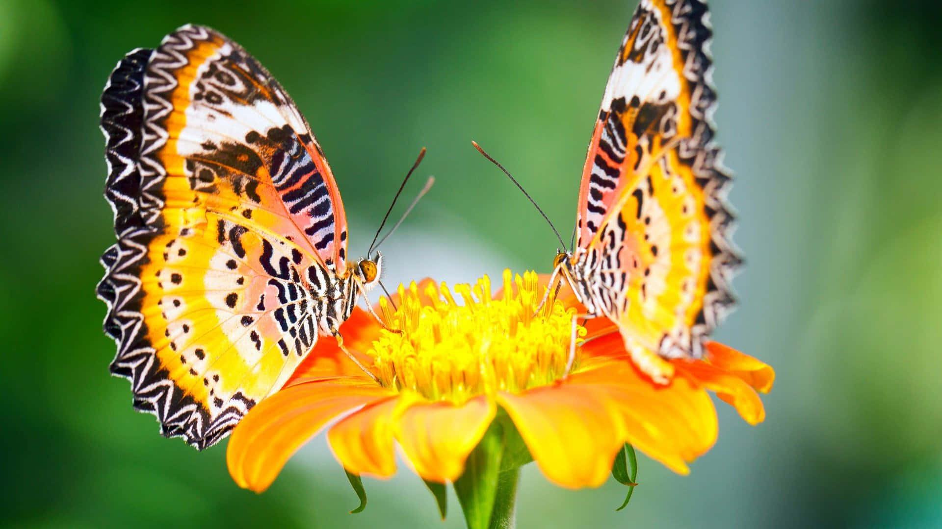 Brighten Up Your Day With This Beautiful Butterfly Yellow Wallpaper Wallpaper