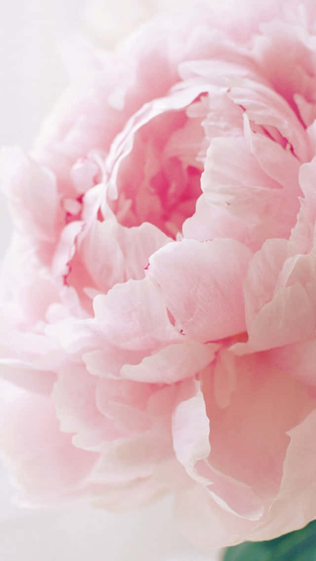 Brighten Up Your Day With This Light Pink Floral Pattern On Your Iphone Wallpaper