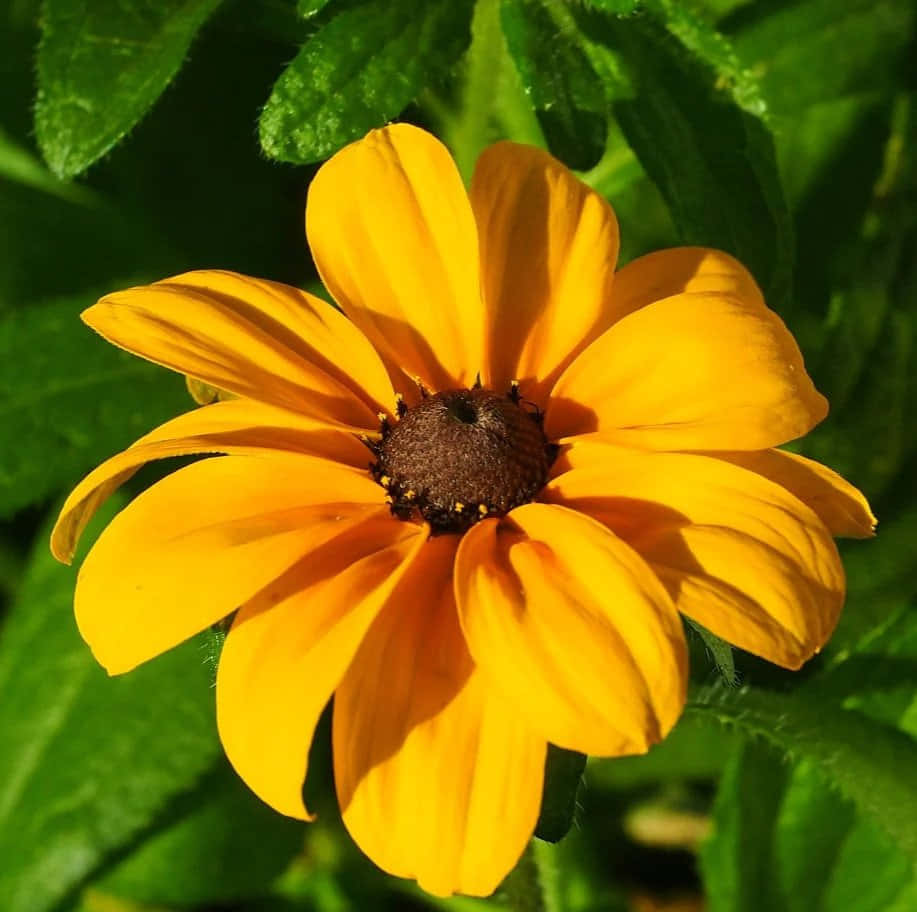 Brighten Up Your Garden With A Black Eyed Susan