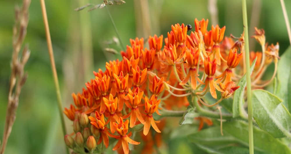 Brightly Colored Butterfly Weeds In Bloom Wallpaper