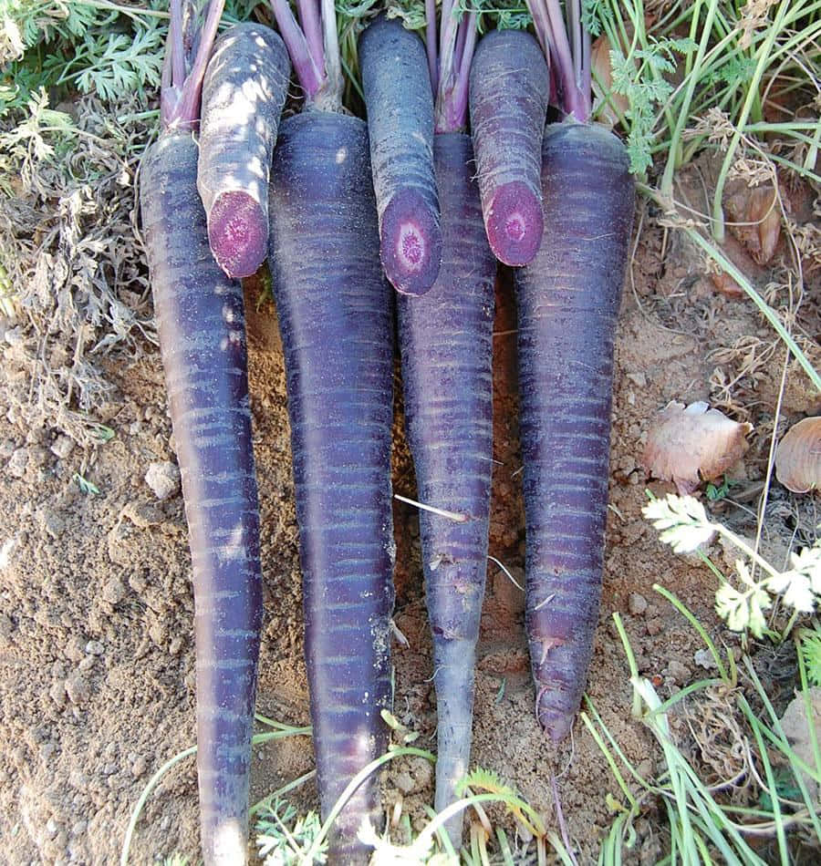 Brightly Colored Purple Carrots Wallpaper