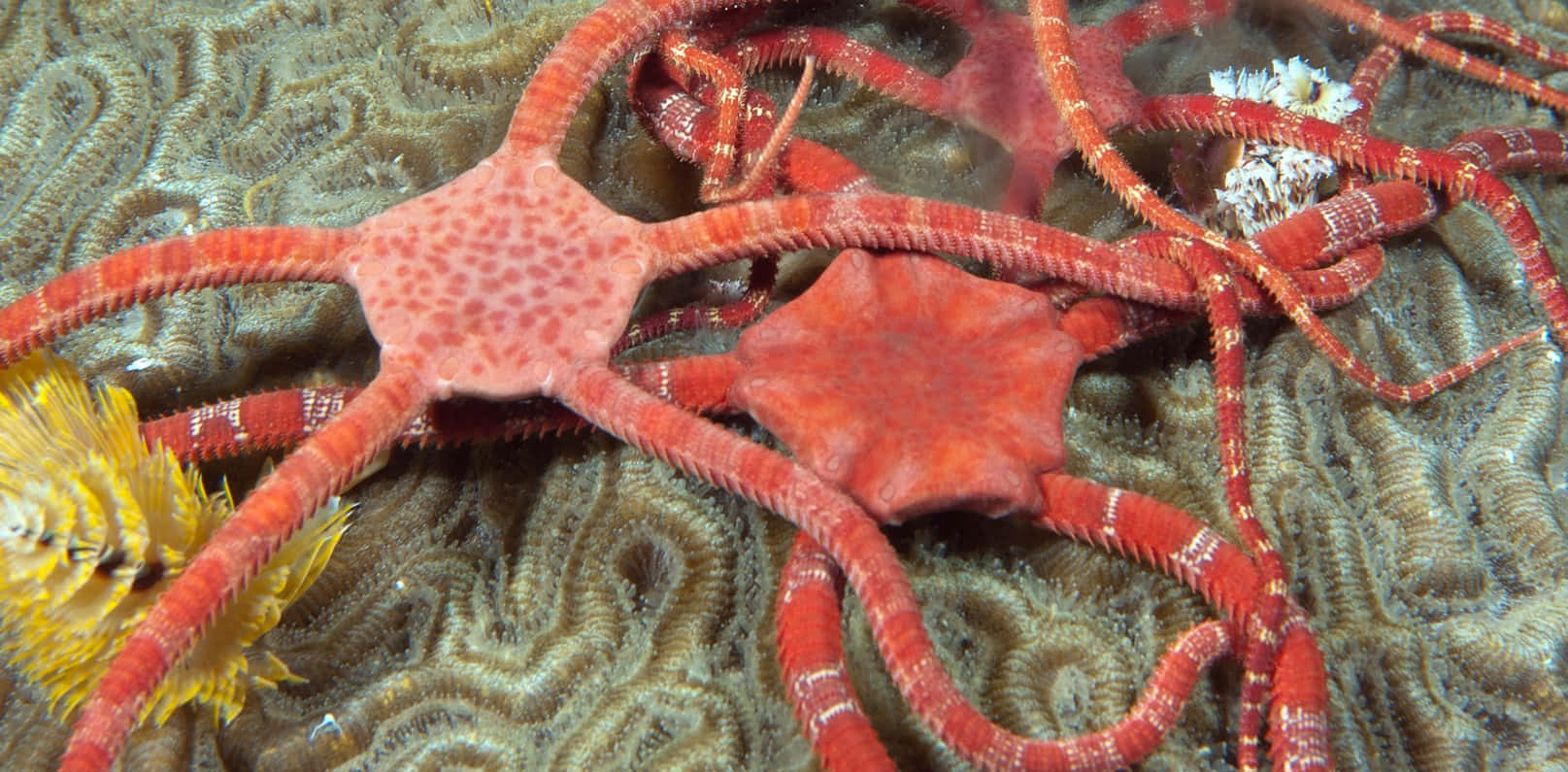 Brittle_ Stars_and_ Sea_ Star_on_ Coral Wallpaper