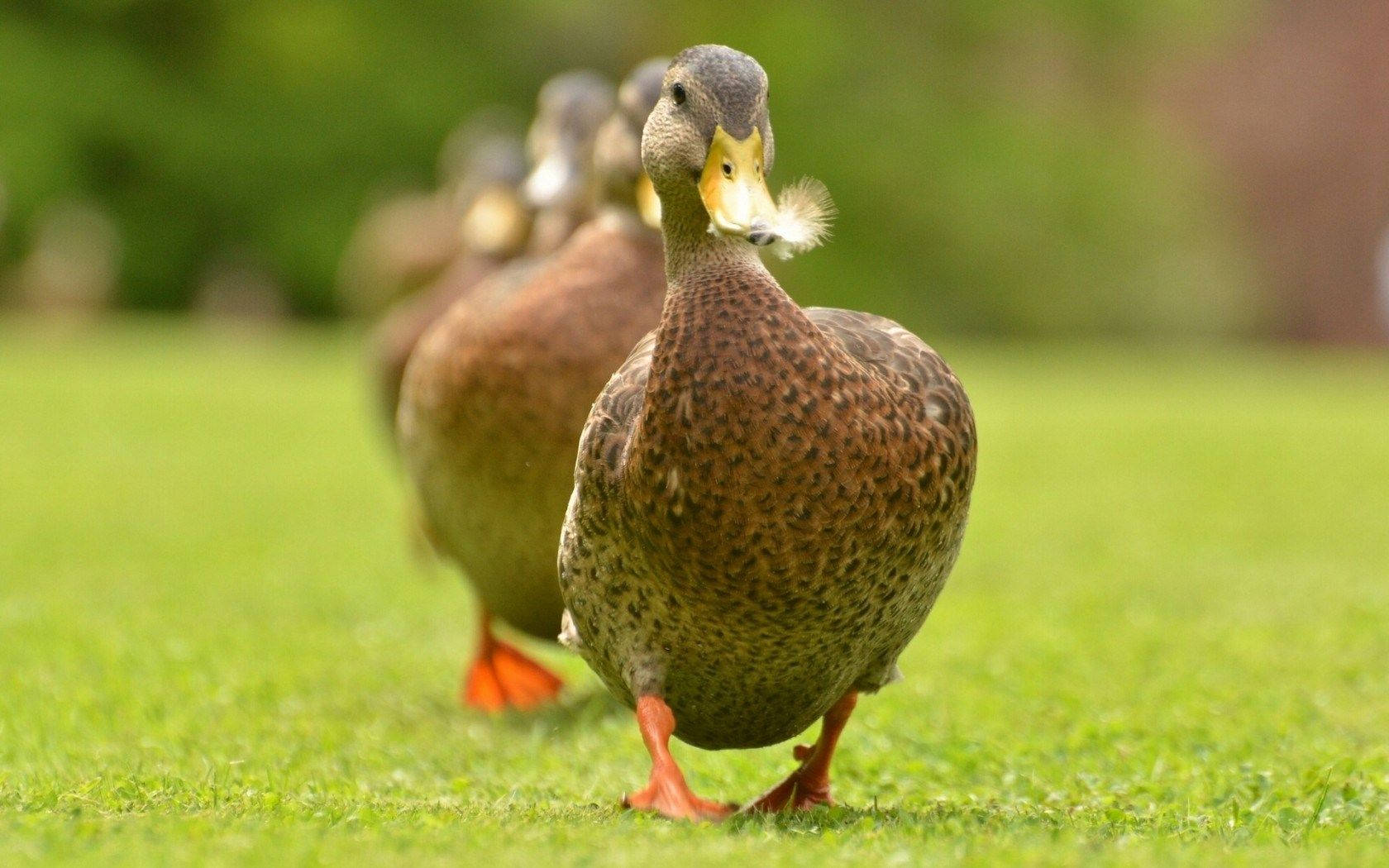 Brown Alabio Duck Wallpaper