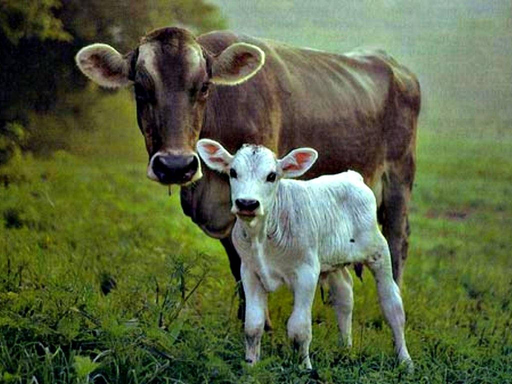 Brown And White Cow Grazing On A Hillside Farm Wallpaper