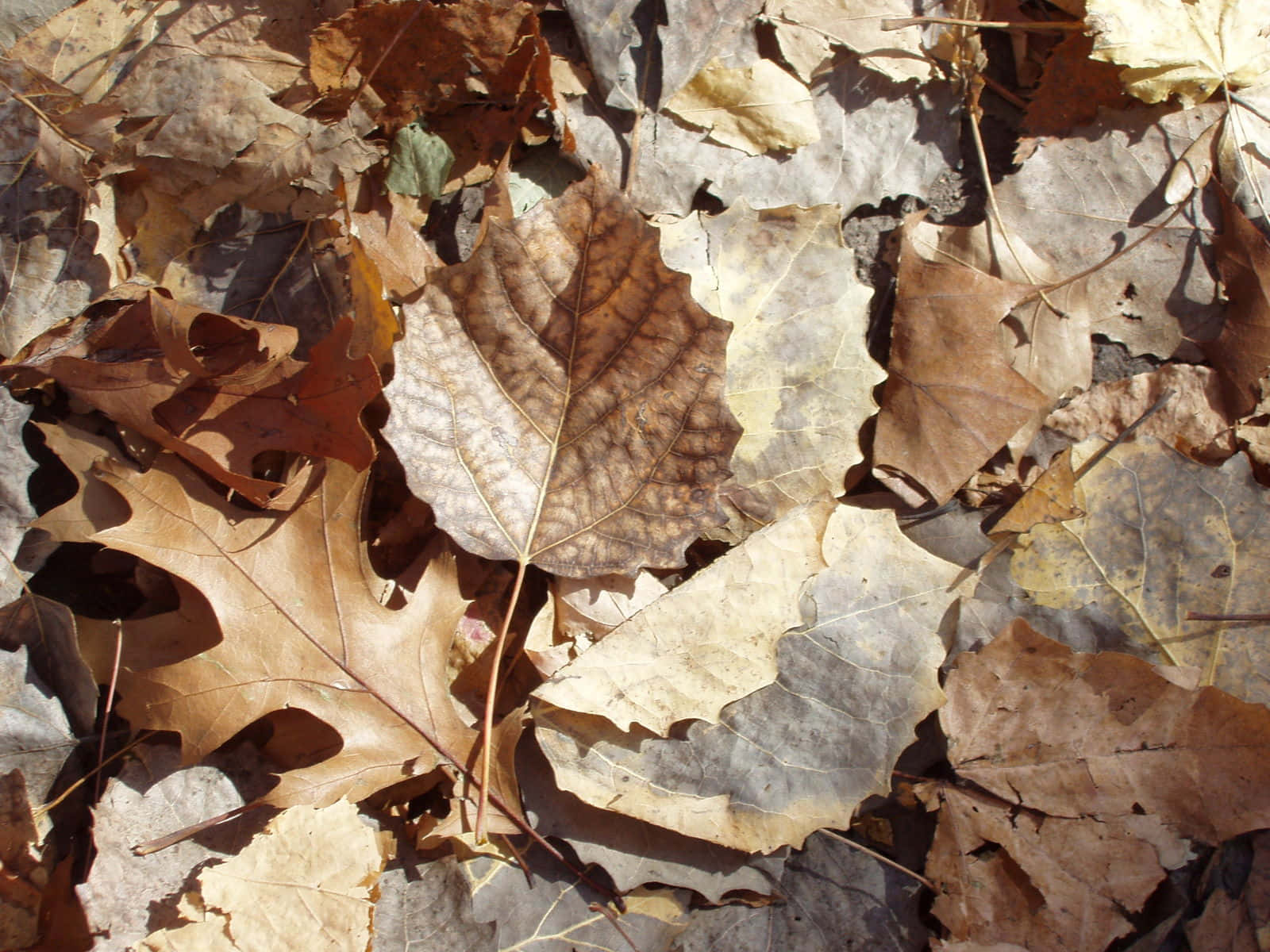 Brown Autumn Tranquility Wallpaper