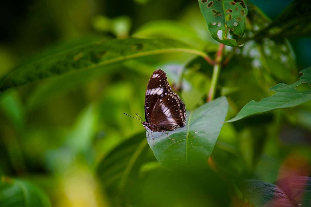 Brown Butterfly Green Leaves.jpg Wallpaper