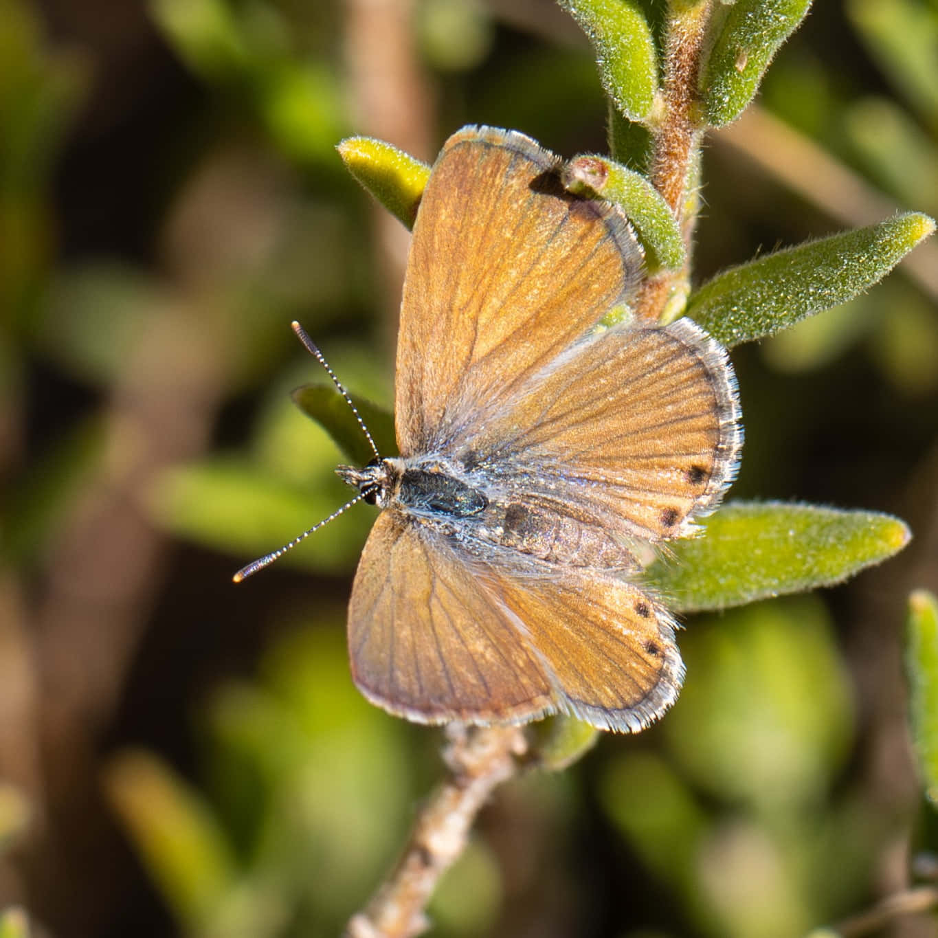 Brown Butterflyon Greenery_ Adelaide Botanic Garden Wallpaper