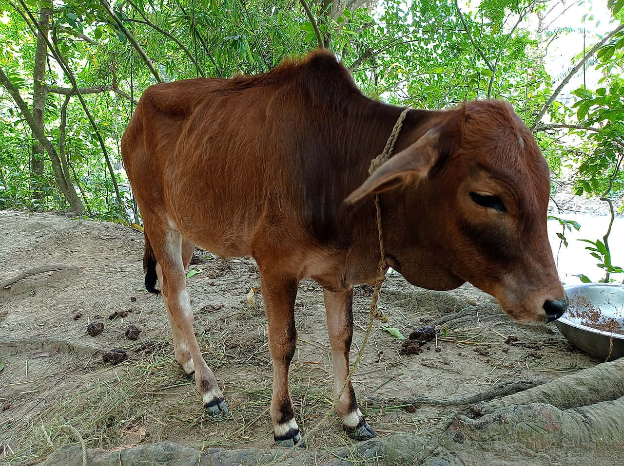 Brown Calf Near Trees.jpg Wallpaper