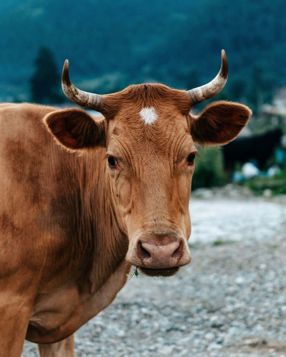 Brown Cow Grazing In A Field Wallpaper