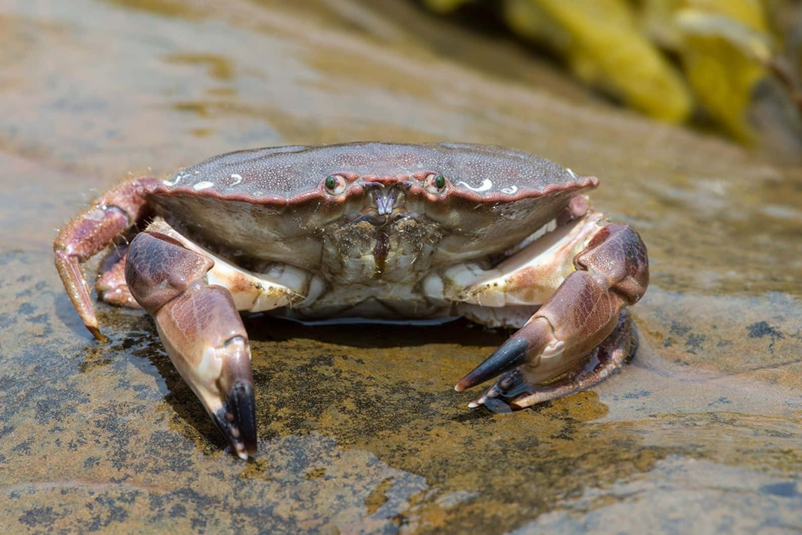 Brown Crab On Rocky Surface.jpg Wallpaper