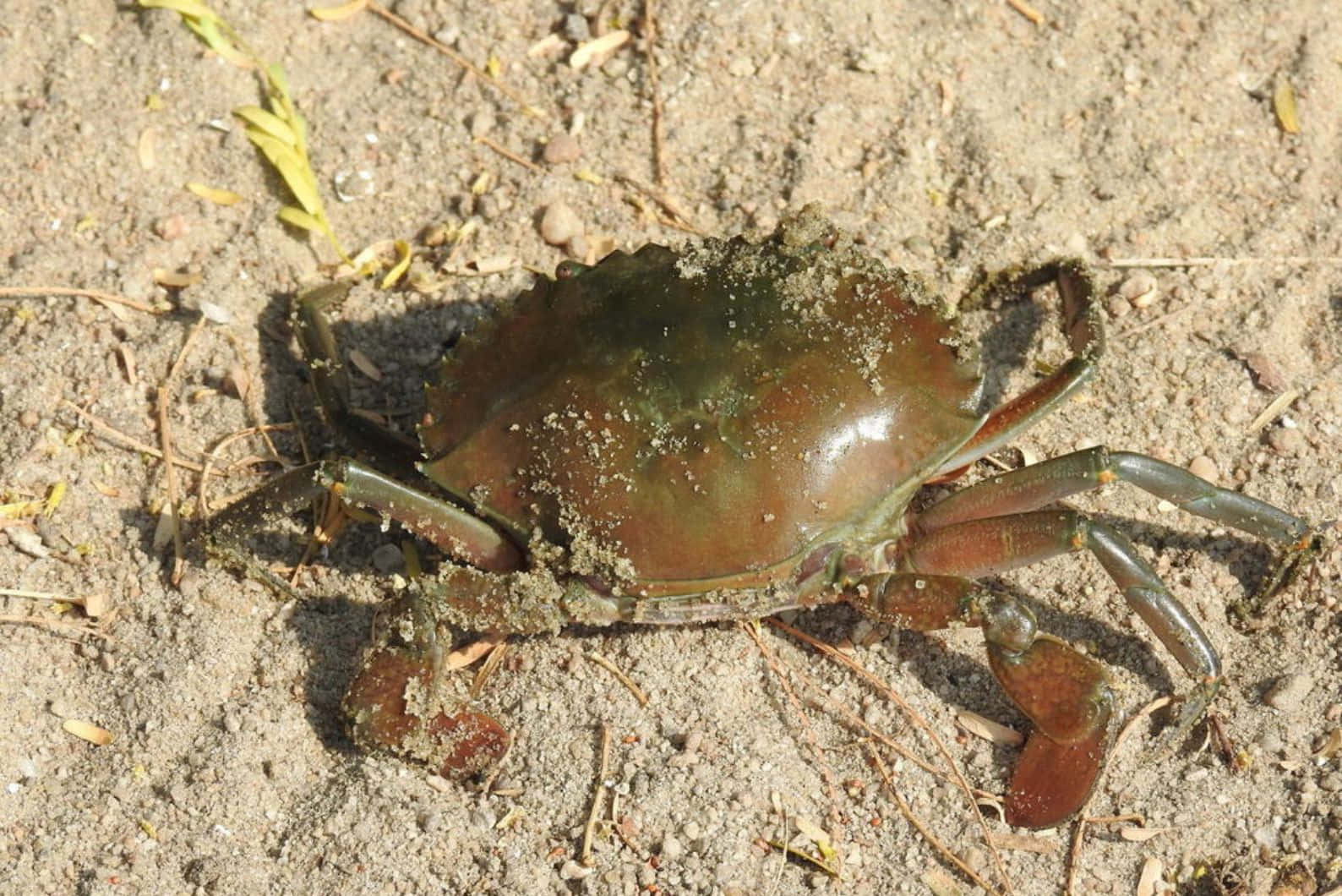 Brown Crab On Sandy Beach Wallpaper