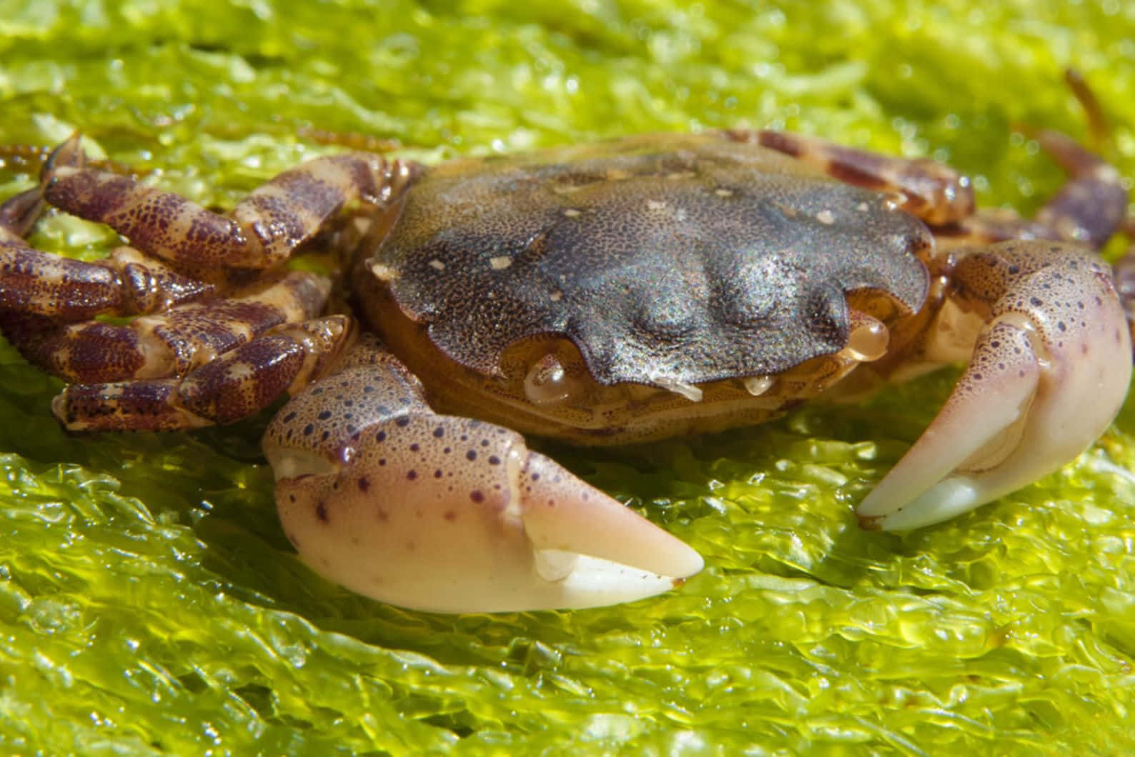 Brown Crab On Seaweed.jpg Wallpaper