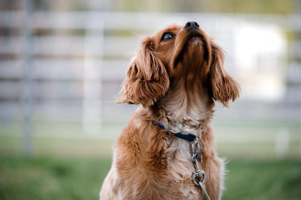 Brown Furry Cute Puppy Wallpaper